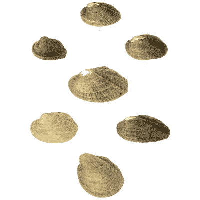 Small shell scatter 09