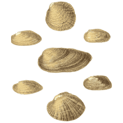 Small shell scatter 10
