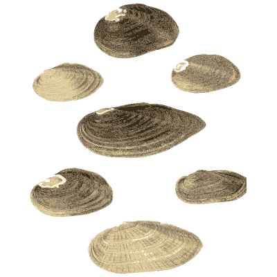 Mixed shell group 06