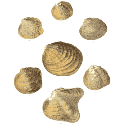 Mixed shell group 07