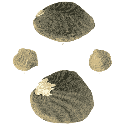Large and small shells 04