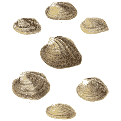 Small shell scatter 11