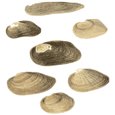 Mixed shell group 08