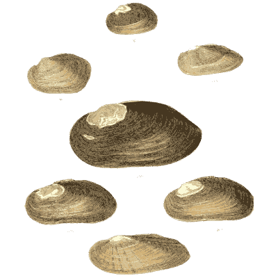 Mixed shell group 09