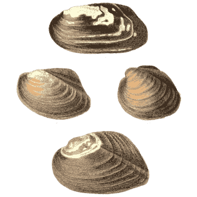 Clam shell group 05