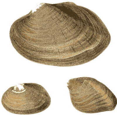 Clam shell group 06