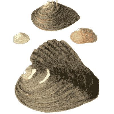 Large and small shells 05