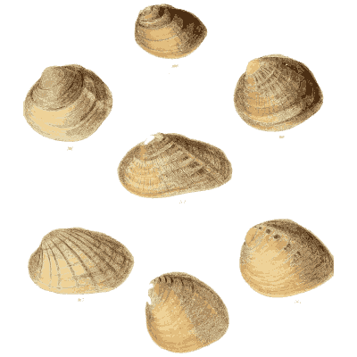 Small shell scatter 12