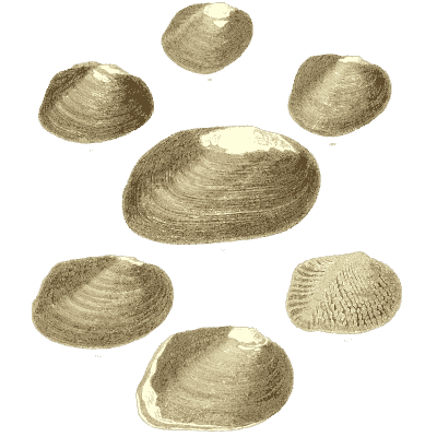 Mixed shell group 10