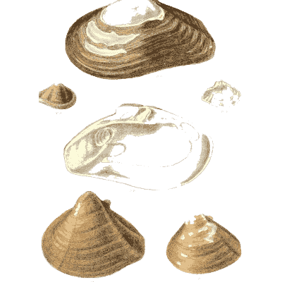 Ribbed shell group 03