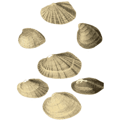Pale shell group 04