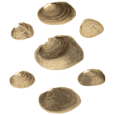 Mixed shell group 11