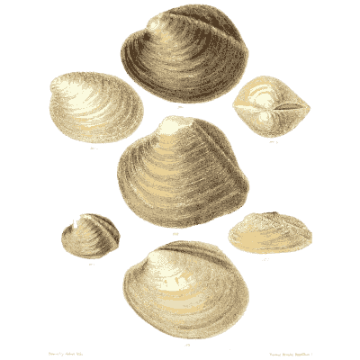 Pale shell group 05