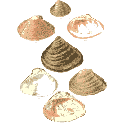 Dark shell group 02
