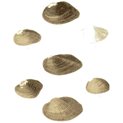 Small shell scatter 13