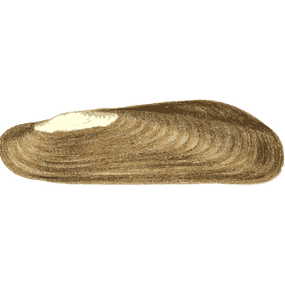 Long freshwater mussel shell 02 - Conchologia Iconica - 1843