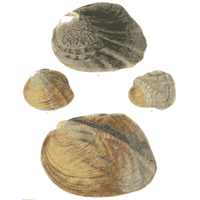 Large and small shells 06
