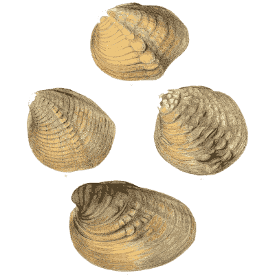 Mixed shell group 12