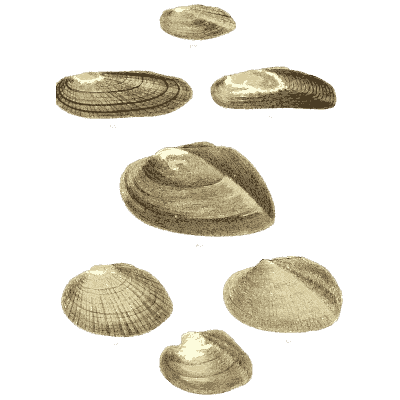 Small shell scatter 14