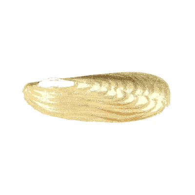 Pale elongated mussel shell - Conchologia Iconica - 1843