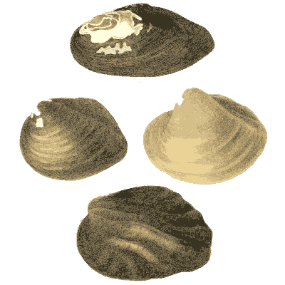 Clam shell group 07
