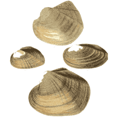 Clam shell group 08