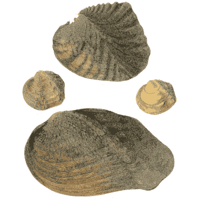Dark shell group 03