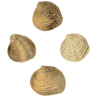 Pale shell group 06