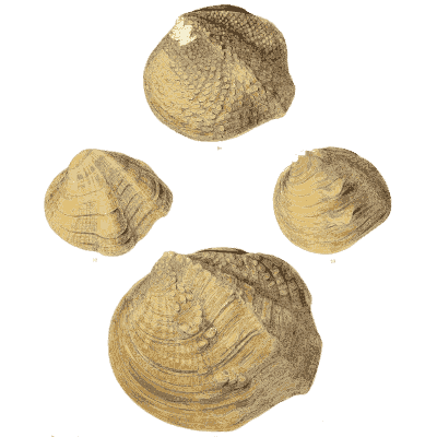 Clam shell group 09