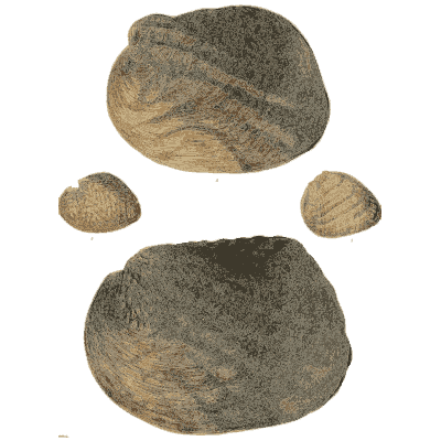 Dark shell group 04