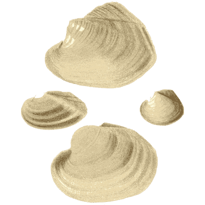 Pale shell group 07