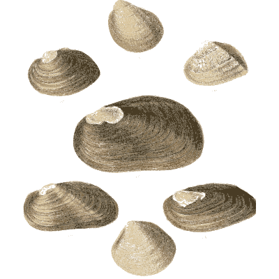 Small shell scatter 15