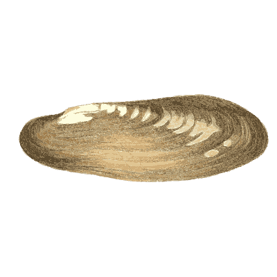 Elongated freshwater mussel shell - Conchologia Iconica - 1843