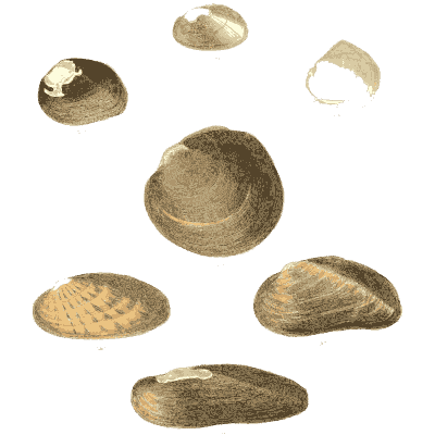 Mixed shell group 13