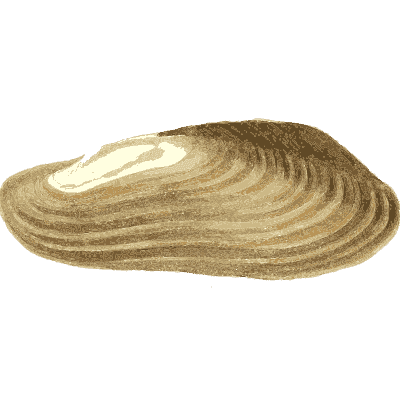 Long ridged mussel shell - Conchologia Iconica - 1843
