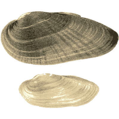 Dark shell group 05