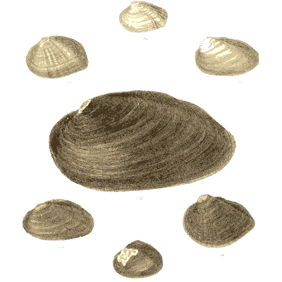 Small shell scatter 16