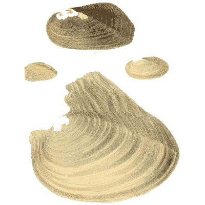 Clam shell group 10