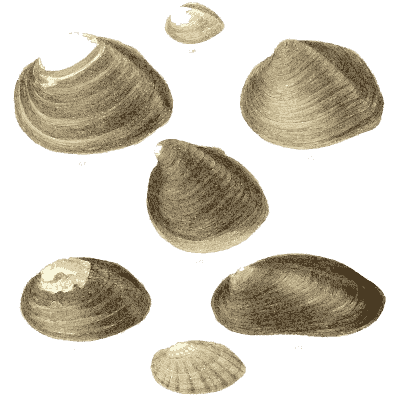 Small shell scatter 17