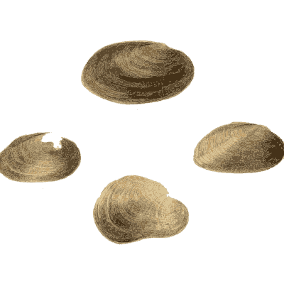 Small shell scatter 18