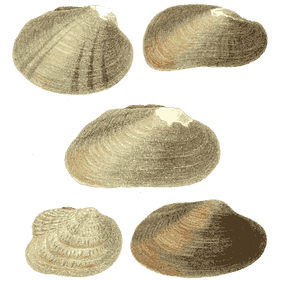 Mixed shell group 14