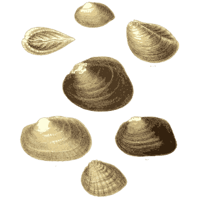 Mixed shell group 15