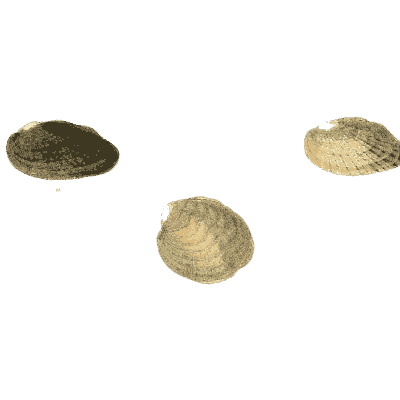 Small shell scatter 19