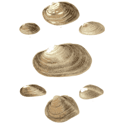 Mixed shell group 16
