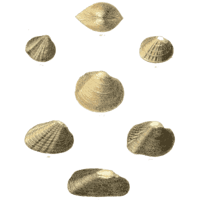 Small shell scatter 20