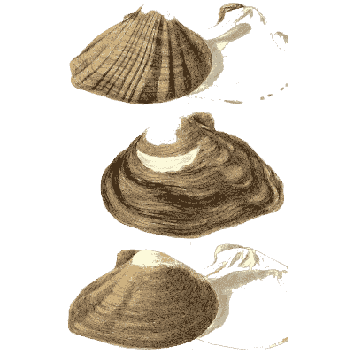 Scallop shell group 01