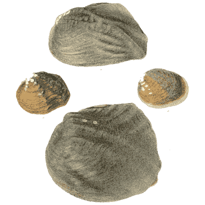 Dark shell group 06