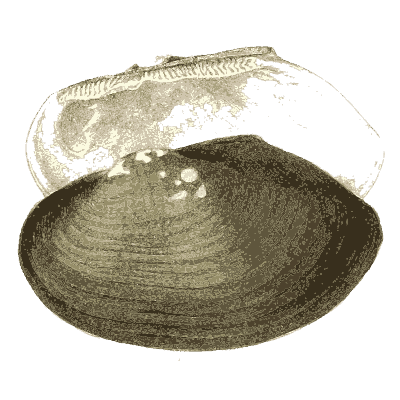 Dark shell group 07