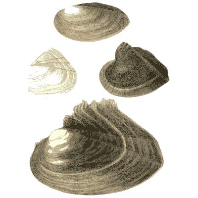 Dark shell group 08