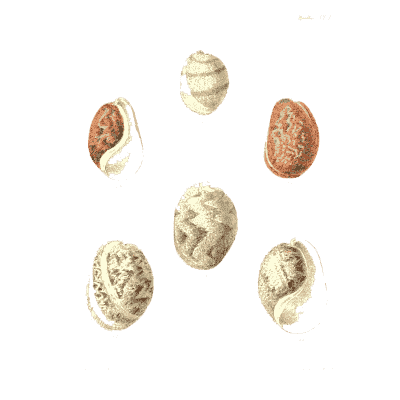 Spotted shell group